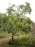 Mišpule velkoplodá