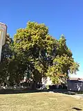 Mratínský jírovec