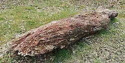 Mrtvé dřevo v pražském Purkrabském háji (severně od přírodní rezervace Divoká Šárka) při jižním okraji Nebušic