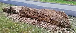 Mrtvé dřevo v pražském Purkrabském háji (severně od přírodní rezervace Divoká Šárka) při jižním okraji Nebušic