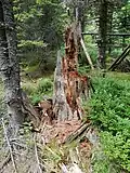 Rozehnilý pařez u žlutě značené turistické cesty k „Vilémovské školce“