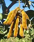 Plodenství Mucuna pruriens