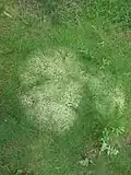 Mech