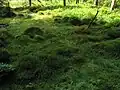 Rašeliniště