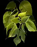 Papírovník čínský (Broussonetia papyrifera)