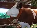Hlava rohaté krávy