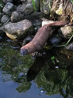 norek evropský stojící na kameni nad vodou a zřejmě se chystá do vody skočit