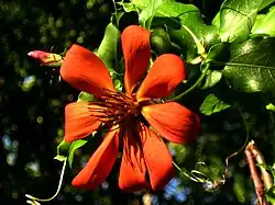 Mutisia cana