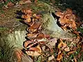 Armillaria sp.