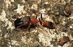 Myrmarachne formosana (samec)