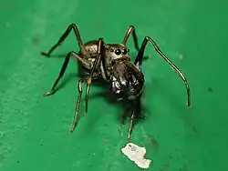 Myrmarachne magna (samec)