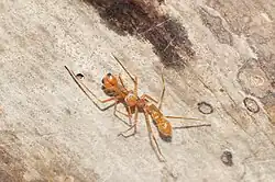 Myrmarachne plataleoides (samec)