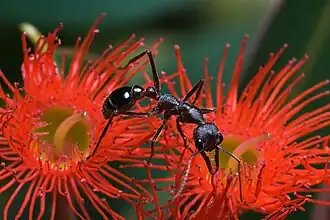 Mravenec Myrmecia forficata na korymbii fíkolisté