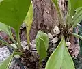 Plody Myrmecodia beccarii