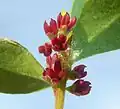 Květenství lacháru afrického (Myrsine africana)