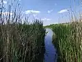 Zaústění Hostavického potoka do rybníka