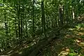 Odumírající dřevo