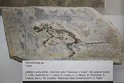 Odlitek fosilie známé jako „hlodavec z Valče”, vystavený v Národní muzeum