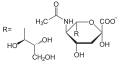 kyselina N-acetylneuraminová (kyselina sialová)