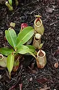 Nepenthes × hookeriana