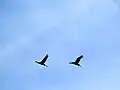 Dva jeřábi popelaví (Grus grus) za letu nad chráněným územím