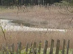 Kopičácký rybník