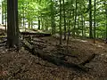 Trouchnivějící dřevo na lokalitě