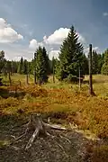 Novodomské rašeliniště