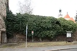Břečťan se pne po městských hradbách
