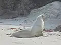 Samice, Smaills Beach, Dunedin