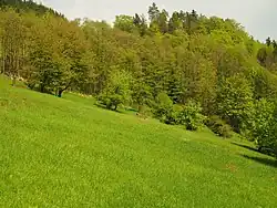 Pohled na louku