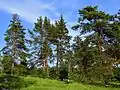 Borovice