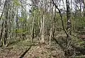 Pod vrcholem