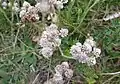 Kociánek dvoudomý (Antennaria dioica)