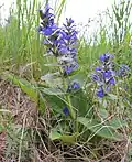 Zběhovec plazivý (Ajuga reptans)
