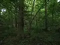 Les