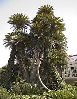 Glower Garden