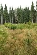 Najmanka