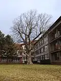 Lípa u školy