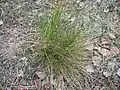 Smilka tuhá (Nardus stricta)