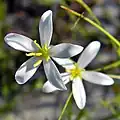 Květy Sabatia brevifolia