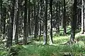 Boubínský prales.