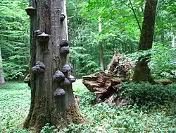 Hainich, DE