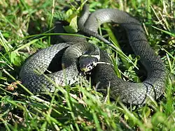 užovka obojková