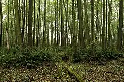 Podmáčený les rostoucí na lokalitě
