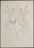 Typhlodromus aberrans