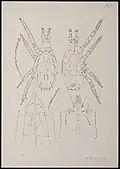 Typhlodromus aberrans