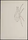 Typhlodromus aberrans