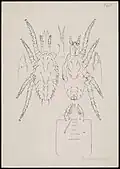 Typhlodromus bulbicolus