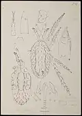 Typhlodromus bulbicolus